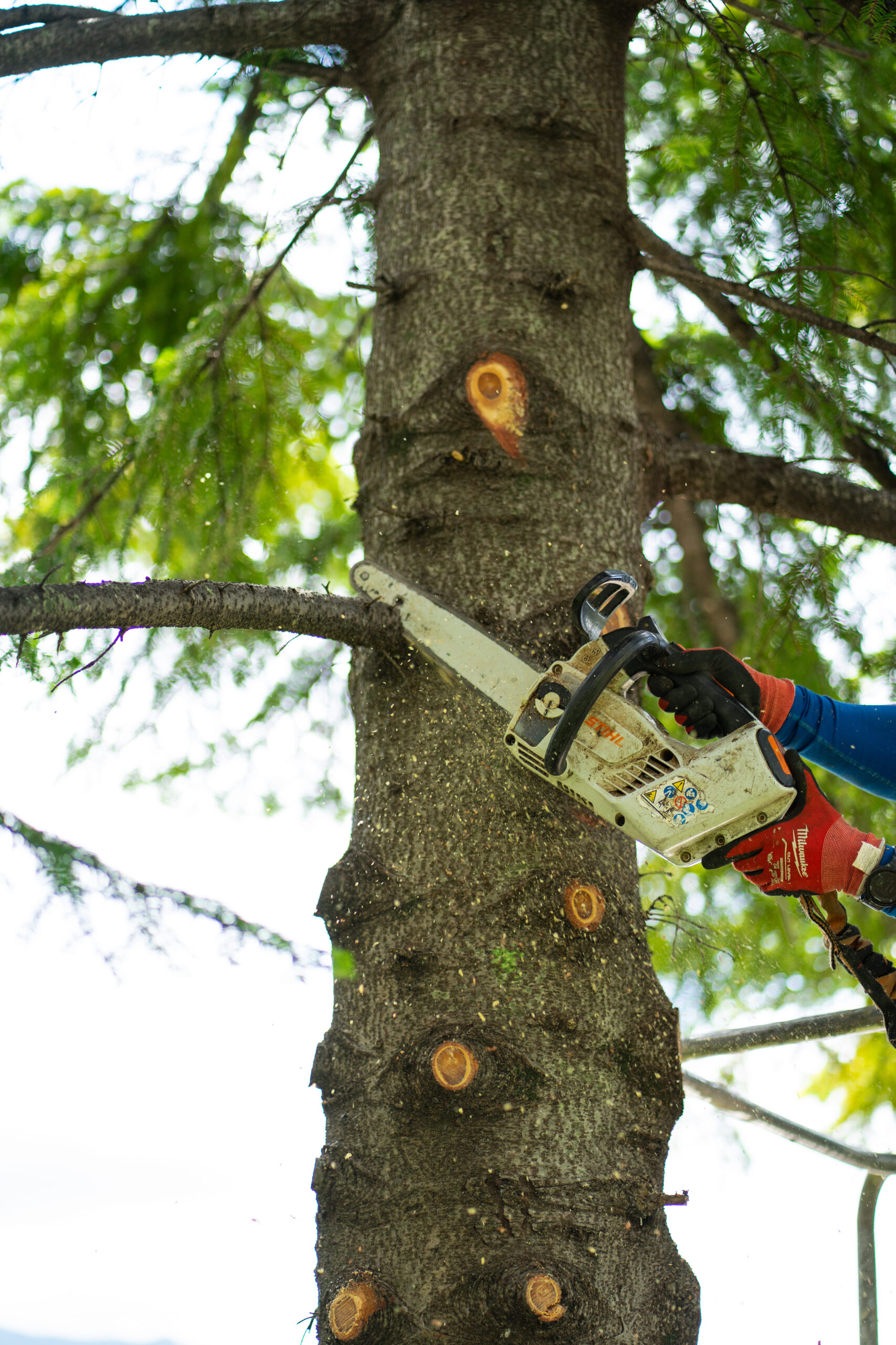 Abbattimento di alberi in area boschiva con intervento professionale
