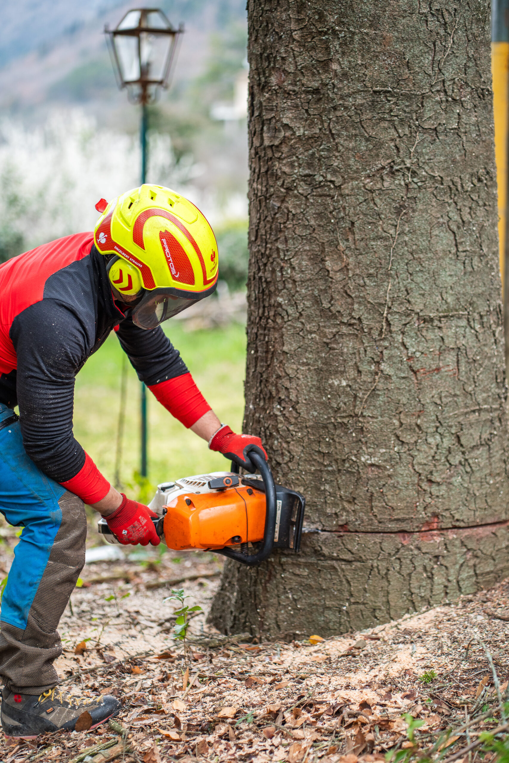 Abbattimento albero in prossimità di abitazioni con tecniche controllate