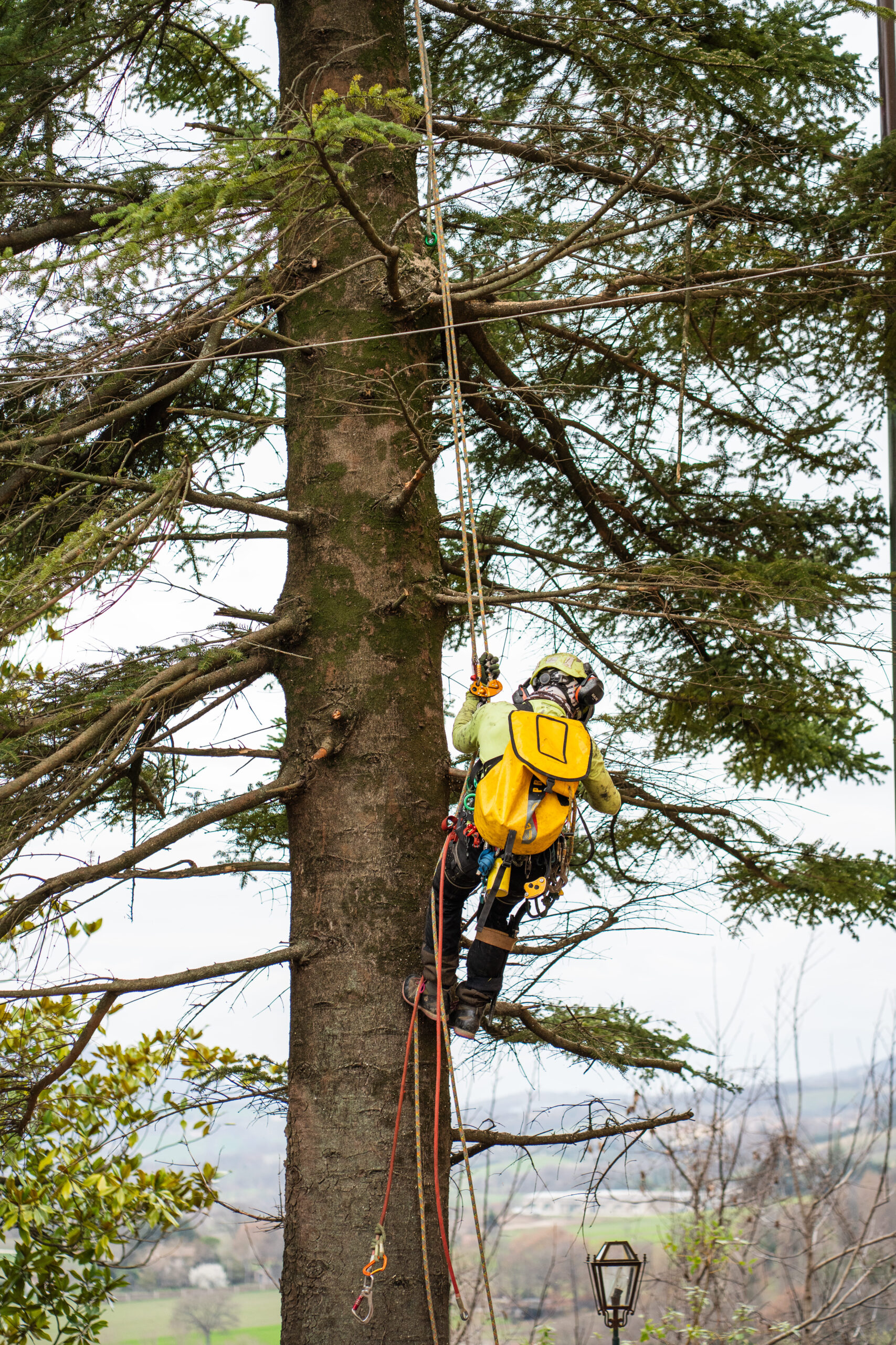 Operatore in tree climbing durante potatura alberi in Umbria e Marche