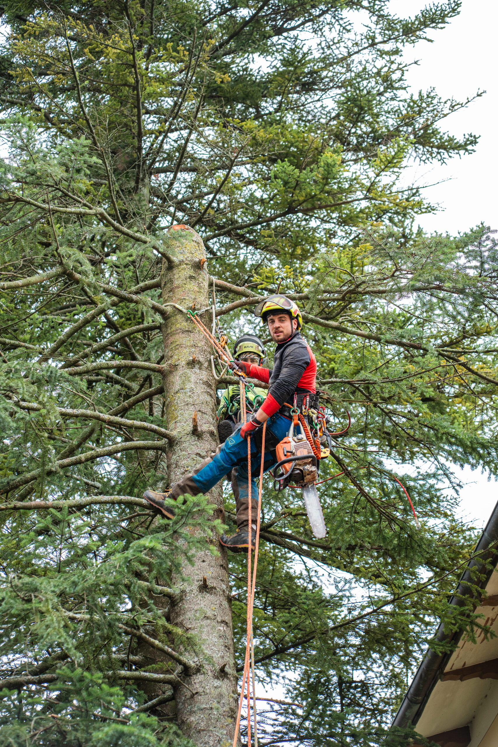 Abbattimento controllato di albero in sicurezza