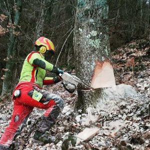 abbattimento_alberi